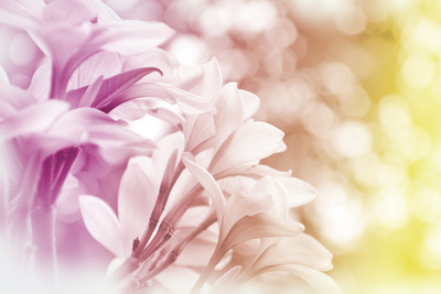 shutterstock_206177695