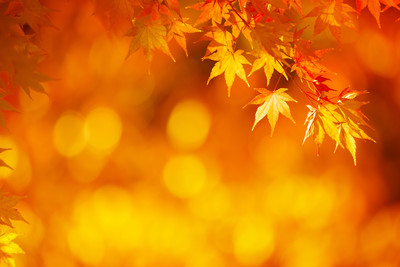 shutterstock_233348494