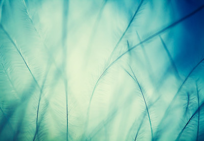 shutterstock_271068149
